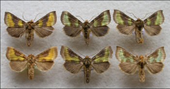 Comparison of Diachrysia chrysitits (L.) with D. stenochrysis (Warren).
