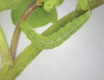 Rhigognostis annulatella larva
