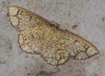 Stegania cararia - first record from mainland Britain